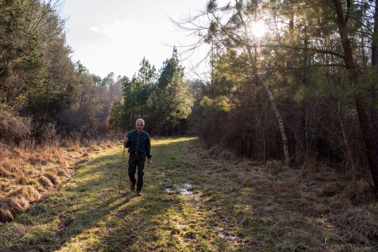 A person with a walking stick walks on a grassy, cleared land, between shrubbery and trees, sun shining across.